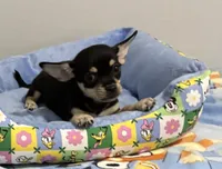 Bugsy , a male Chihuahua for sale in San Antonio, TX – 2 of 5