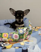 Bugsy , a male Chihuahua for sale in San Antonio, TX – 3 of 5