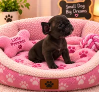 Chocolate Female Frenchie , a female French Bulldog for sale in Houston, TX – 1 of 1