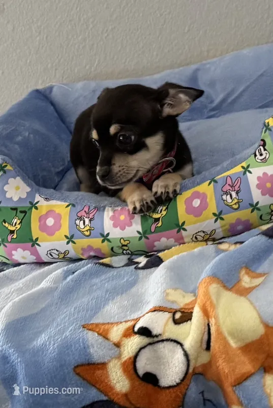 Bugsy  – Chihuahua puppy for sale in San Antonio, TX