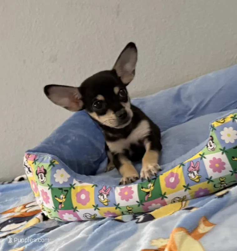 Bugsy  – Chihuahua puppy for sale in San Antonio, TX