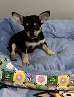 Bugsy , a male Chihuahua for sale in San Antonio, TX – 5 of 5