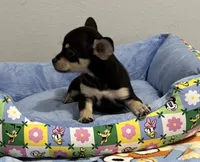 Bugsy , a male Chihuahua for sale in San Antonio, TX – 2 of 4