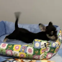 Bugsy , a male Chihuahua for sale in San Antonio, TX – 3 of 4
