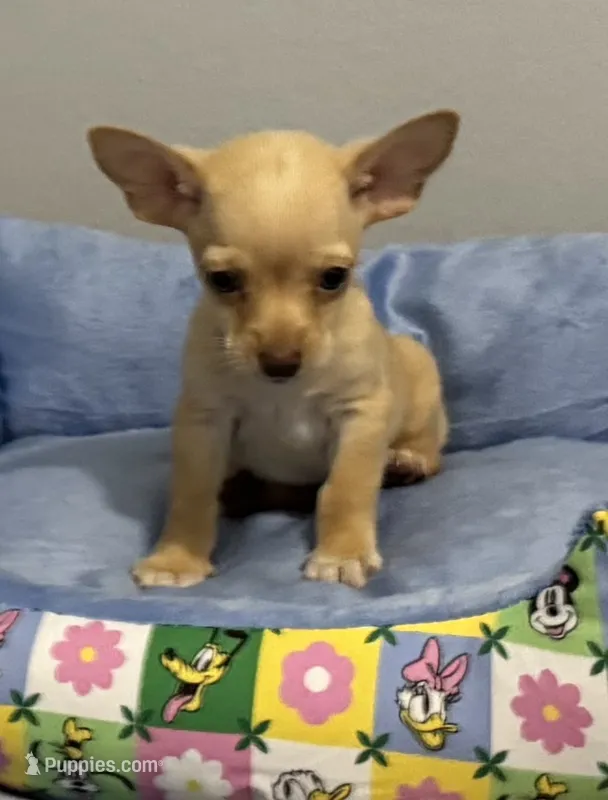 Lenny – Chihuahua puppy for sale in San Antonio, TX
