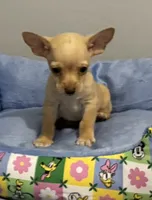 Lenny, a male Chihuahua for sale in San Antonio, TX – 2 of 3