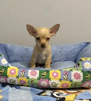 Lenny, a male Chihuahua for sale in San Antonio, TX – 3 of 3