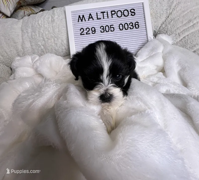 Toby – Maltipoo puppy for sale in Valdosta, GA
