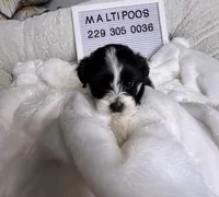 Toby, a male Maltipoo for sale in Valdosta, GA – 1 of 2