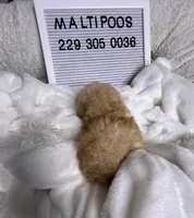 Malone, a male Maltipoo and Maltese for sale in Valdosta, GA – 2 of 2