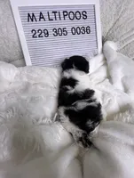 Toby, a male Maltipoo for sale in Valdosta, GA – 2 of 2