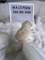 Pardi , a male Maltipoo and Maltese for sale in Valdosta, GA – 2 of 2