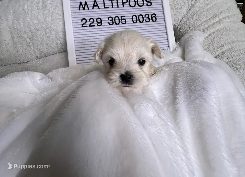 Pardi  – Maltipoo, Maltese puppy for sale in Valdosta, GA