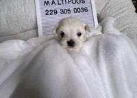 Pardi , a male Maltipoo and Maltese for sale in Valdosta, GA – 1 of 2