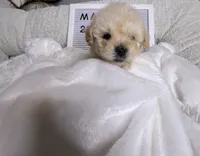 George , a male Maltipoo for sale in Valdosta, GA – 2 of 2