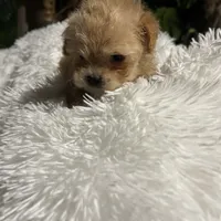Maltipoos, a male Maltipoo and Maltese for sale in Valdosta, GA – Photo 5 of 7