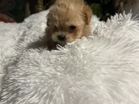 Maltipoos, a male Maltipoo and Maltese for sale in Valdosta, GA – Photo 5 of 7