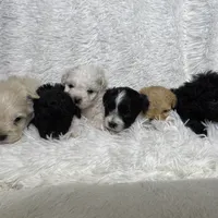 Maltipoos, a male Maltipoo and Maltese for sale in Valdosta, GA – Photo 4 of 7