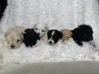 Maltipoos, a male Maltipoo and Maltese for sale in Valdosta, GA – Photo 4 of 7
