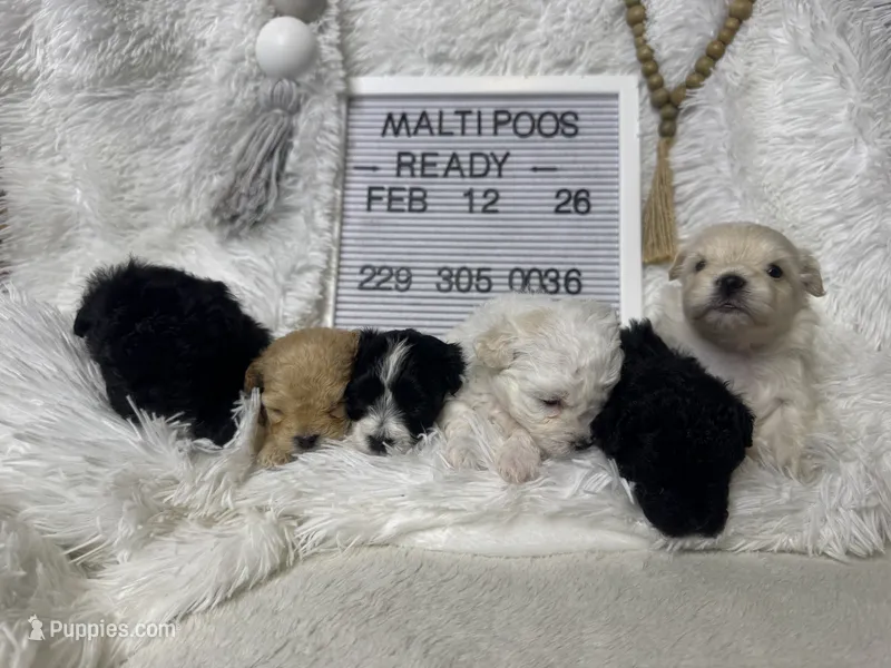 Maltipoos