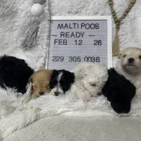 Maltipoos, a male Maltipoo and Maltese for sale in Valdosta, GA – Photo 1 of 7