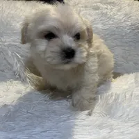 Maltipoos, a male Maltipoo and Maltese for sale in Valdosta, GA – Photo 6 of 7
