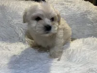 Maltipoos, a male Maltipoo and Maltese for sale in Valdosta, GA – Photo 6 of 7