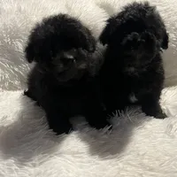 Maltipoos, a male Maltipoo and Maltese for sale in Valdosta, GA – Photo 3 of 7
