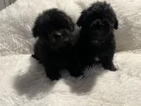 Maltipoos, a male Maltipoo and Maltese for sale in Valdosta, GA – Photo 3 of 7