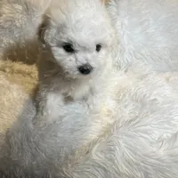 Maltipoos, a male Maltipoo and Maltese for sale in Valdosta, GA – Photo 7 of 7