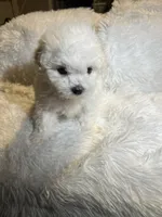 Maltipoos, a male Maltipoo and Maltese for sale in Valdosta, GA – Photo 7 of 7