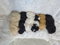 Maltipoos, a male Maltipoo and Maltese for sale in Valdosta, GA – Photo 2 of 7