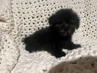 Jackson, a male Maltipoo for sale in Valdosta, GA – Photo 2 of 3