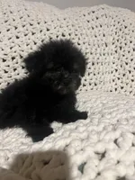 Jackson, a male Maltipoo for sale in Valdosta, GA – Photo 1 of 3