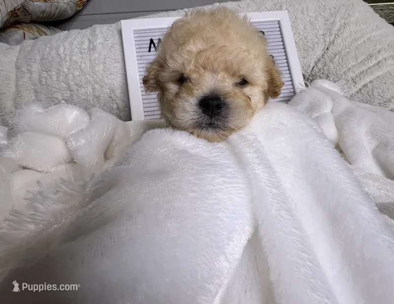 Malone – Maltipoo, Maltese puppy for sale in Valdosta, GA