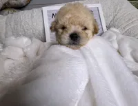 Malone, a male Maltipoo and Maltese for sale in Valdosta, GA – 1 of 2