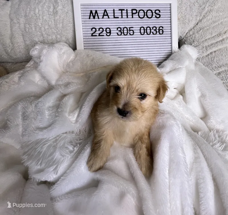 Riley – Maltipoo puppy for sale in Valdosta, GA
