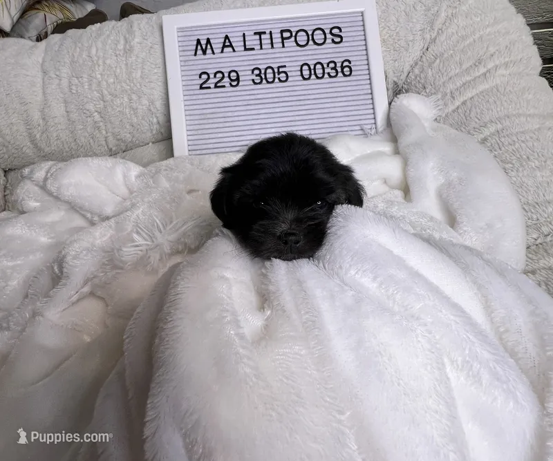 Wallen  – Maltipoo puppy for sale in Valdosta, GA