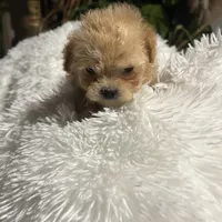 Maxi, a male Maltipoo and Maltese for sale in Valdosta, GA – Photo 6 of 7