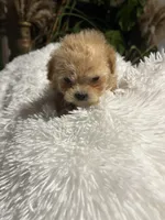 processed/9fa1d0ca-8057-4a30-8c58-0f796c90ab28/listing/f0df66fa-da1b-41da-aba4-37b244516ebf/5d2cd120-adfb-4d3b-b1bc-1eb1effcf11a