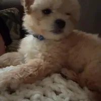 Maxi, a male Maltipoo and Maltese for sale in Valdosta, GA – Photo 5 of 7