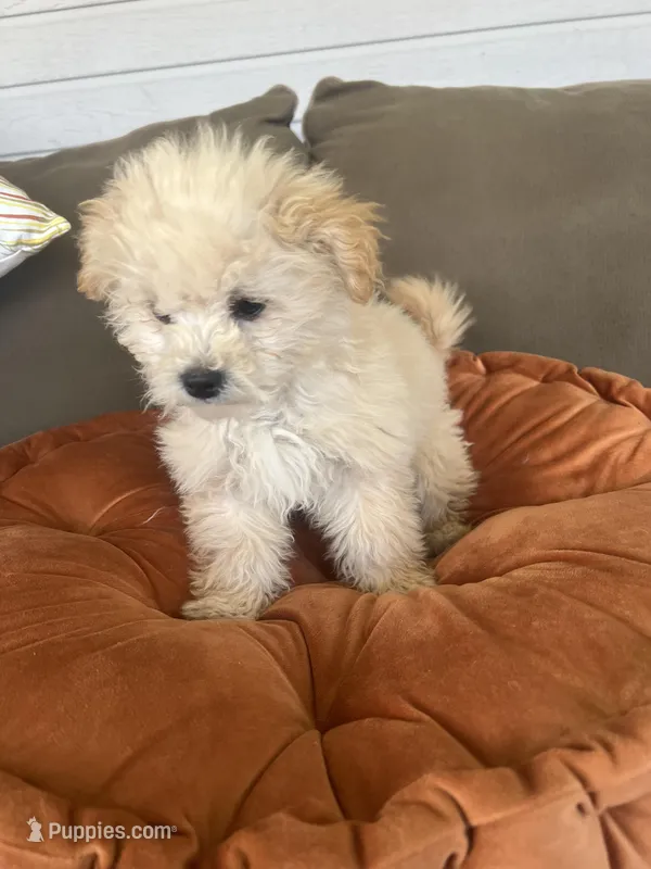 Maxi – Maltipoo, Maltese puppy for sale in Valdosta, GA
