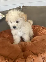 Maxi, a male Maltipoo and Maltese for sale in Valdosta, GA – Photo 1 of 7