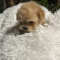 Maxi, a male Maltipoo and Maltese for sale in Valdosta, GA – Photo 7 of 7