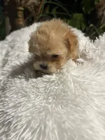 processed/9fa1d0ca-8057-4a30-8c58-0f796c90ab28/listing/f0df66fa-da1b-41da-aba4-37b244516ebf/a09d6524-3218-4714-9334-b446786a60f2