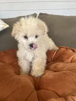 Maxi, a male Maltipoo and Maltese for sale in Valdosta, GA – Photo 2 of 7