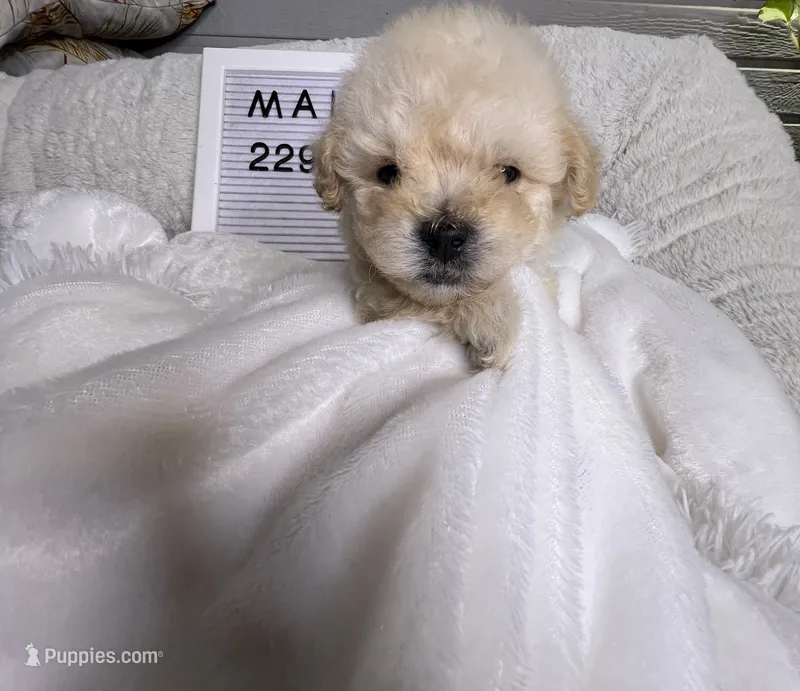 George  – Maltipoo puppy for sale in Valdosta, GA