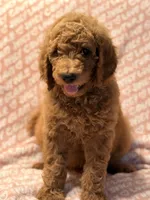 Brownie , a male Poodle - Standard  for sale in Corona, CA – 3 of 9