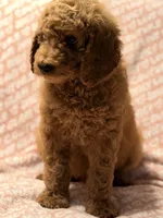 Brownie , a male Poodle - Standard  for sale in Corona, CA – 4 of 9