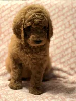 Brownie , a male Poodle - Standard  for sale in Corona, CA – 10 of 10